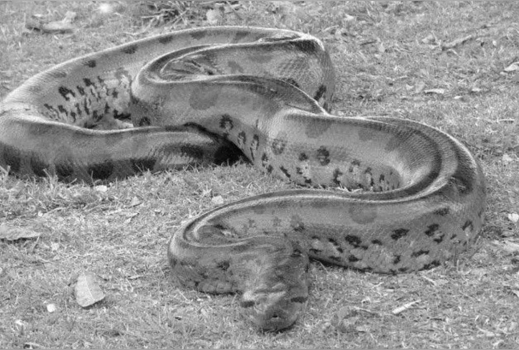 世界三大巨蟒之一缅甸蟒,4.5米长的缅甸蟒有多大