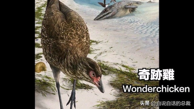 鸭：一鸭战四虎？弹射胜航母？鸭子的真相，也许超乎你的想象