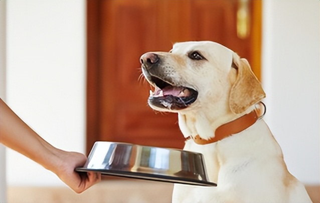 宠物挑食饿着怎么办,宠物挑食饿着还是惯着
