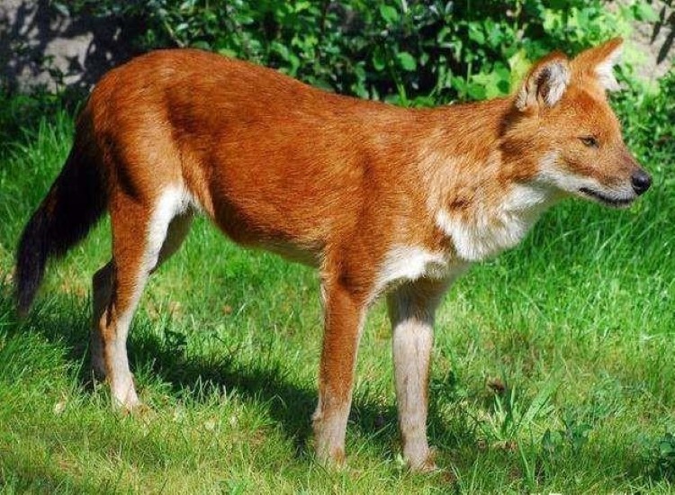 祁连山出现的红狗,祁连山出现红狗是否是传说中的狈
