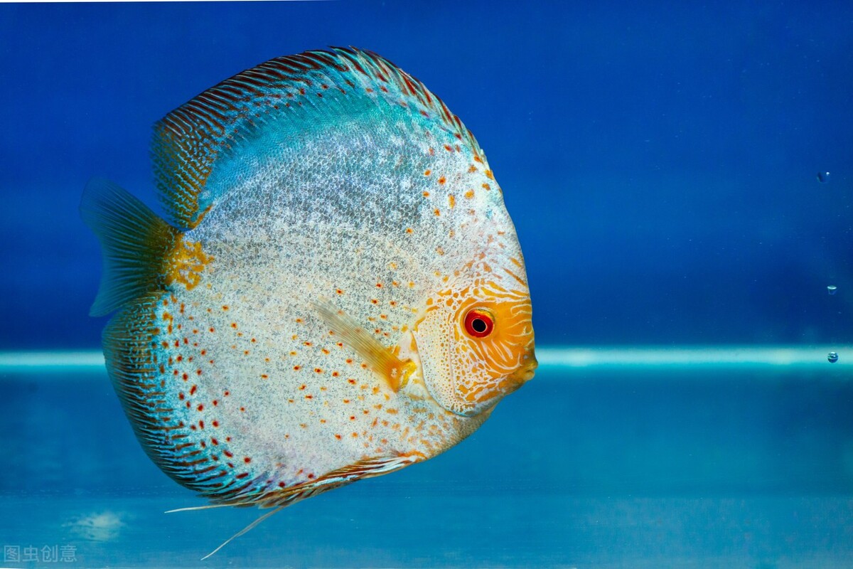 养七彩神仙鱼怎么调节水质,七彩神仙鱼怎么养怎么换水