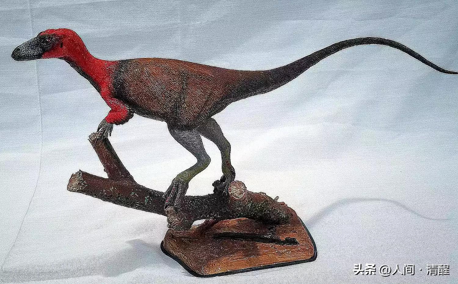 有羽毛的恐龙化石是什么样子的,有羽毛的恐龙的化石的样子