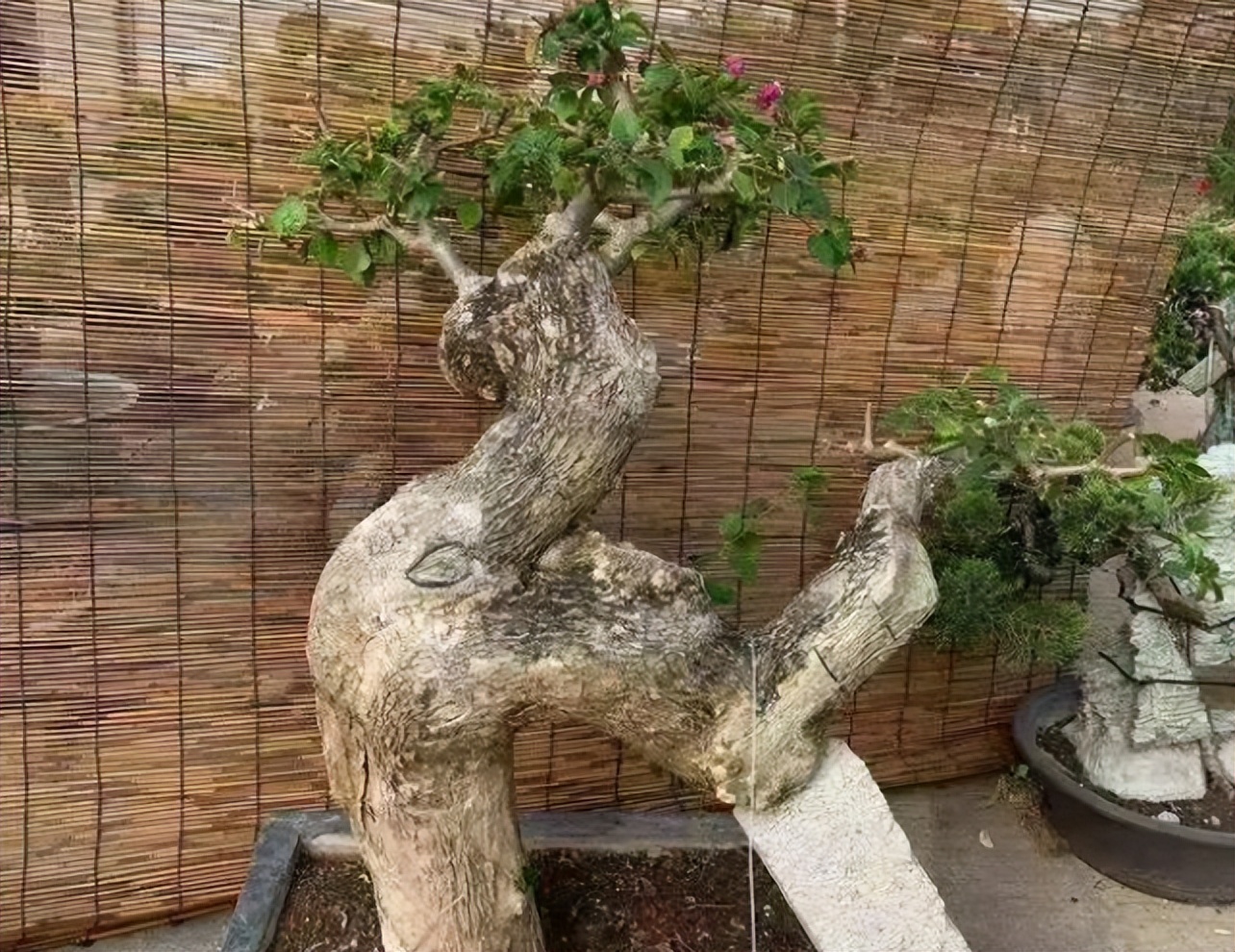 下山桩是否越高越不好养,所有下山桩都用同一种方法种植