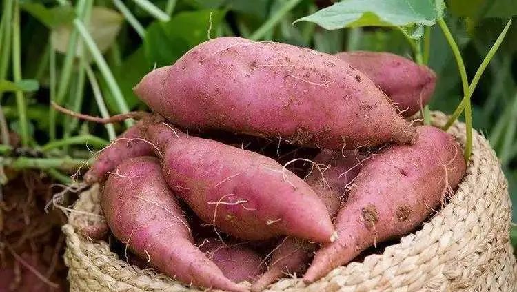 中国地理标志农产品品牌展播,济宁优质农产品品牌