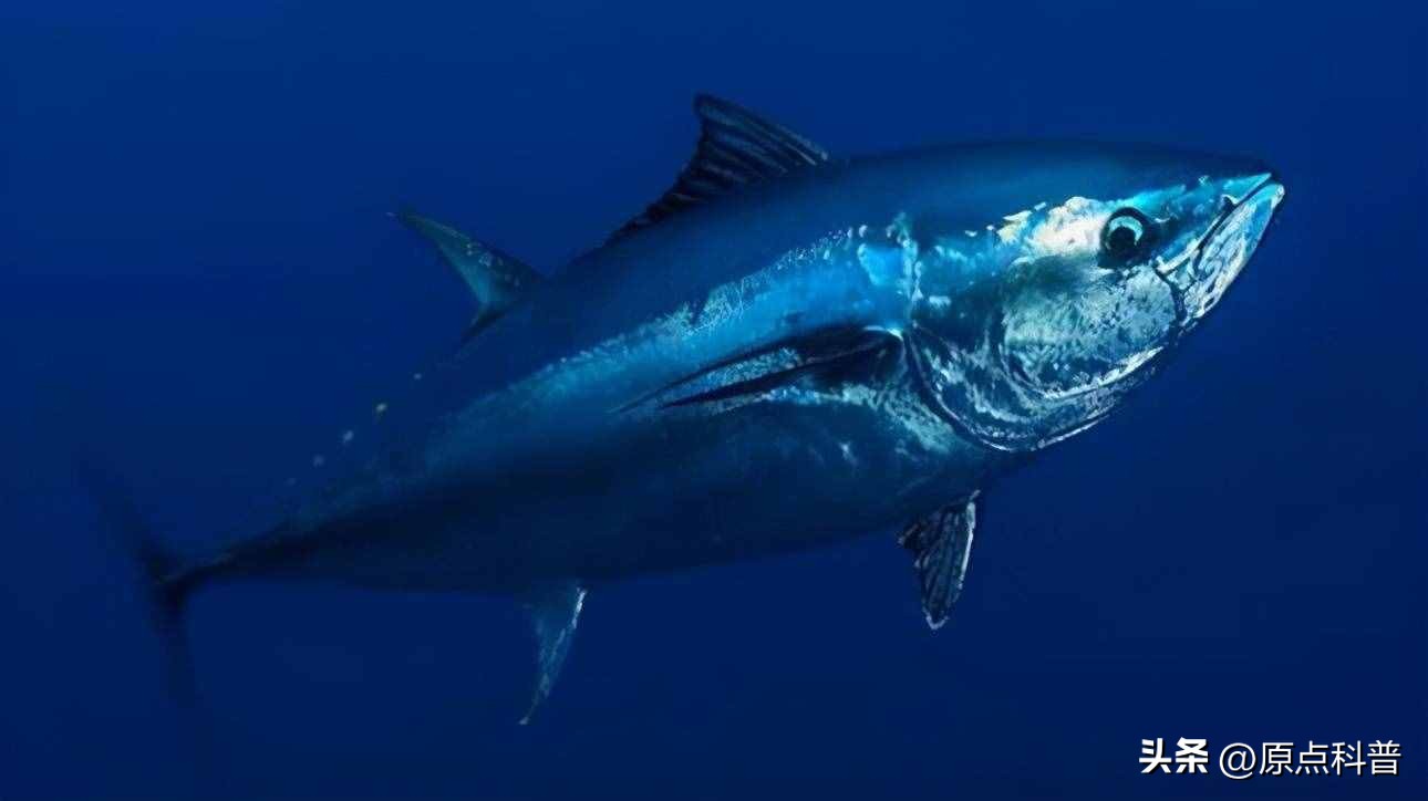 世界上最贵的海鲜十大排名,世界十大名贵海鲜