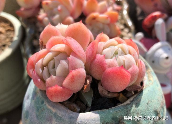 冰梅和贝瑞冬季怎么养小技巧图文,多肉贝瑞怎么度夏