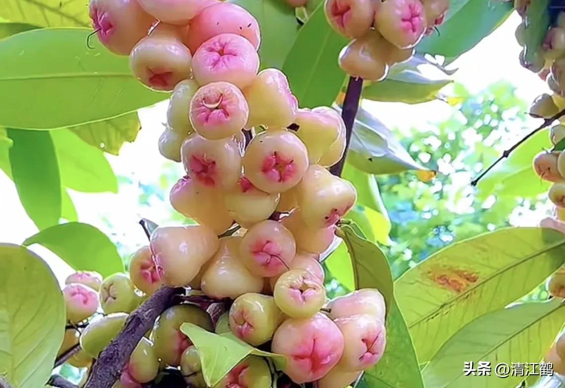 常用植物生长调节剂正确使用方法,植物调节剂喷后几个小时见效果