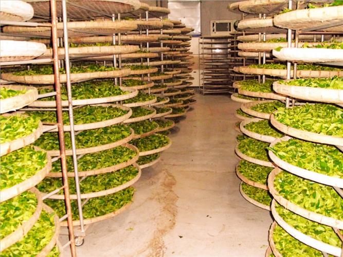 碧螺春茶叶烘干机,全自动连续式敞开茶叶烘干机