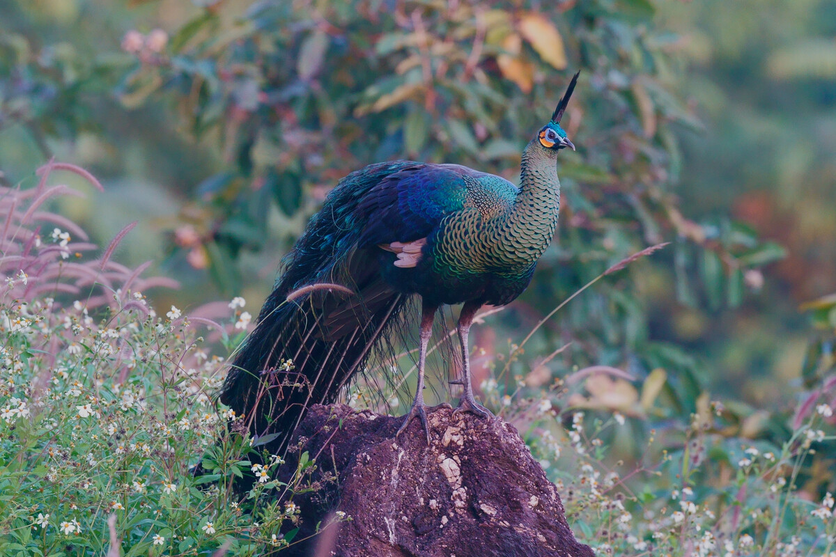 鸡窝真能飞出“凤凰”！安徽居民家中惊现大鸟，专家竟认错物种？