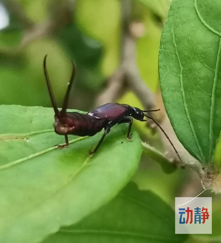野性贵州有问必答丨这种带着二夹子的“耳朵昆虫”，真的会钻耳朵吗？