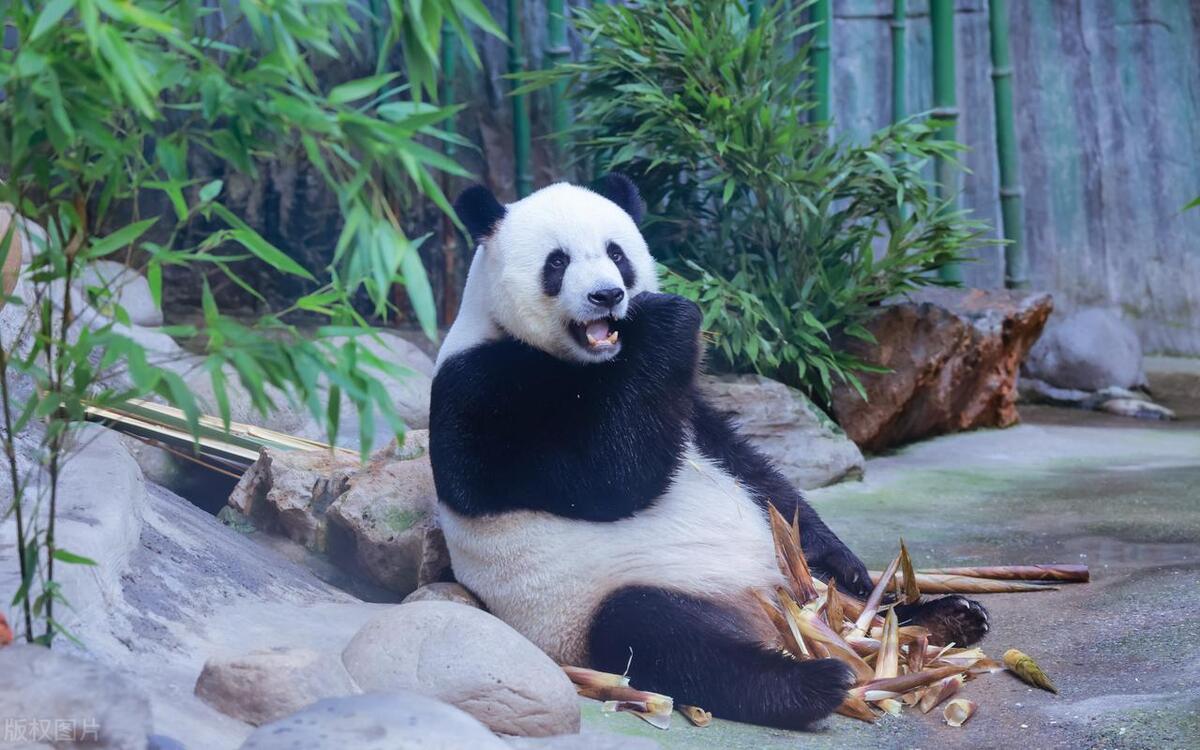 成都峨眉山旅游攻略一日游,成都除了峨眉山还有哪里值得去