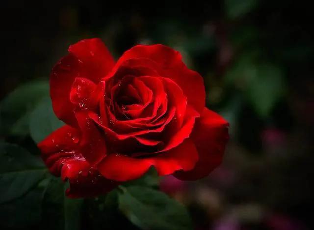 哪种花的花语适合送自己,什么花适合送朋友花语是什么