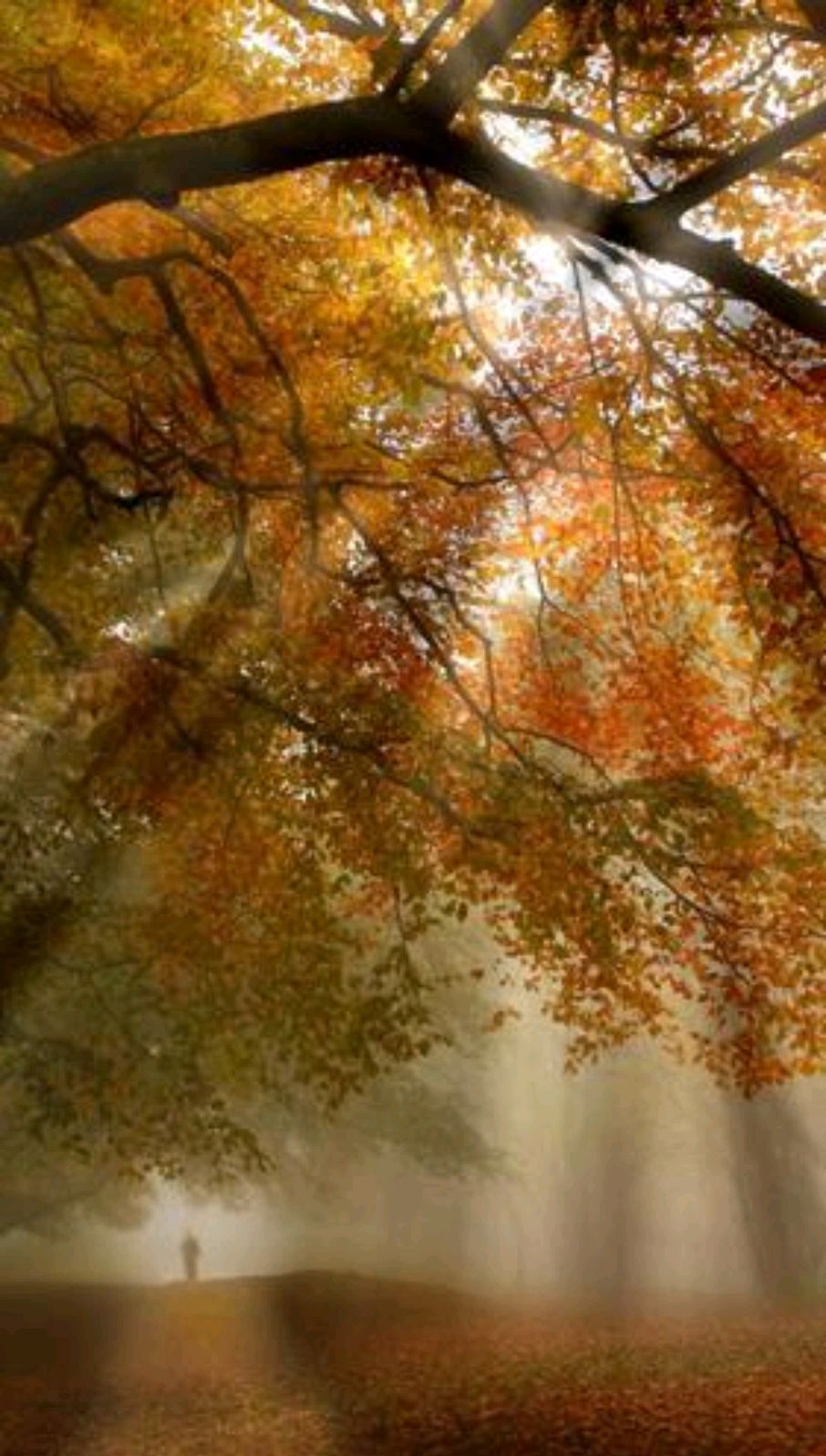 以秋天为主题重点表达情感散文,秋天是一种心境散文