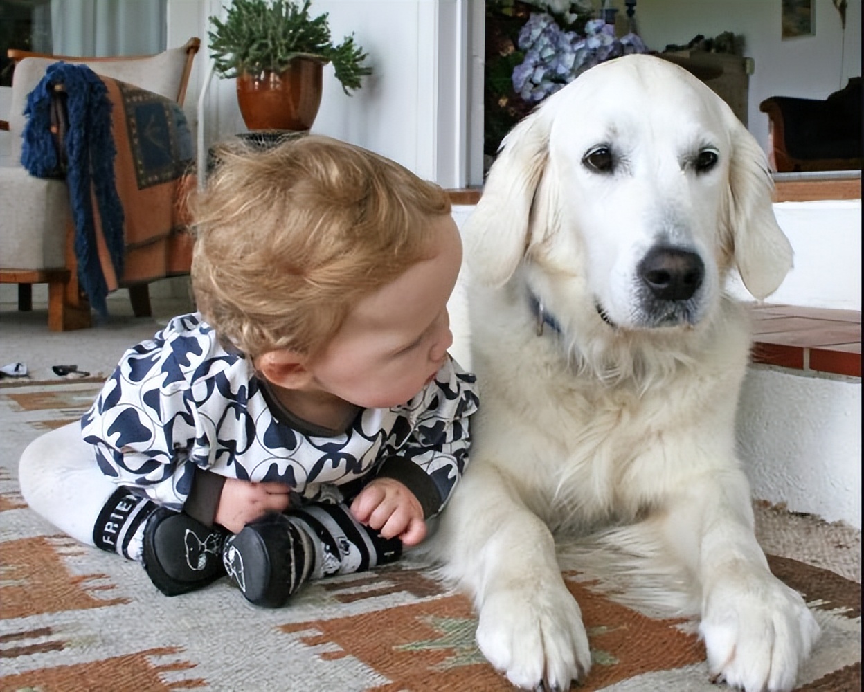 养什么狗好不咬人又温顺又聪明,哪种狗性格温顺安静而且忠于主人