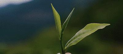 什么是普洱茶的成分,什么是普洱茶的山头