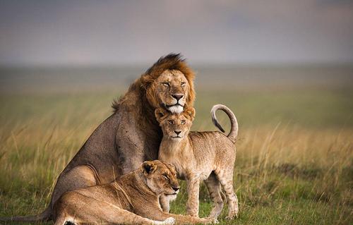 狮子和老虎有生殖隔离，为什么狮虎兽还能交配生下后代？
