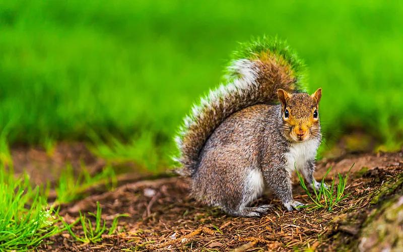 素食宠物食品,素食宠物零食有哪些品种