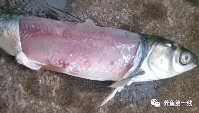 细菌性败血症鱼怎么治,淡水鱼败血症治疗