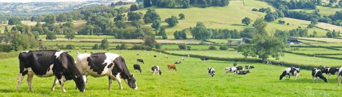 法版优博奶粉0-6个月价格,优博奶粉法版好还是国版好