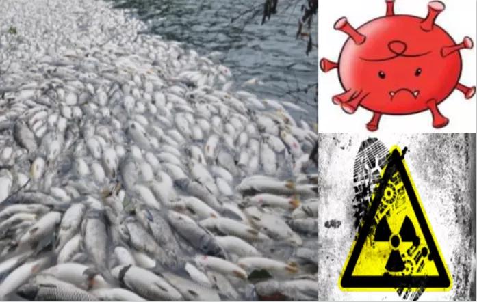 由于日本排放*污染核**,我们还能不能从日本进口海鲜产品?