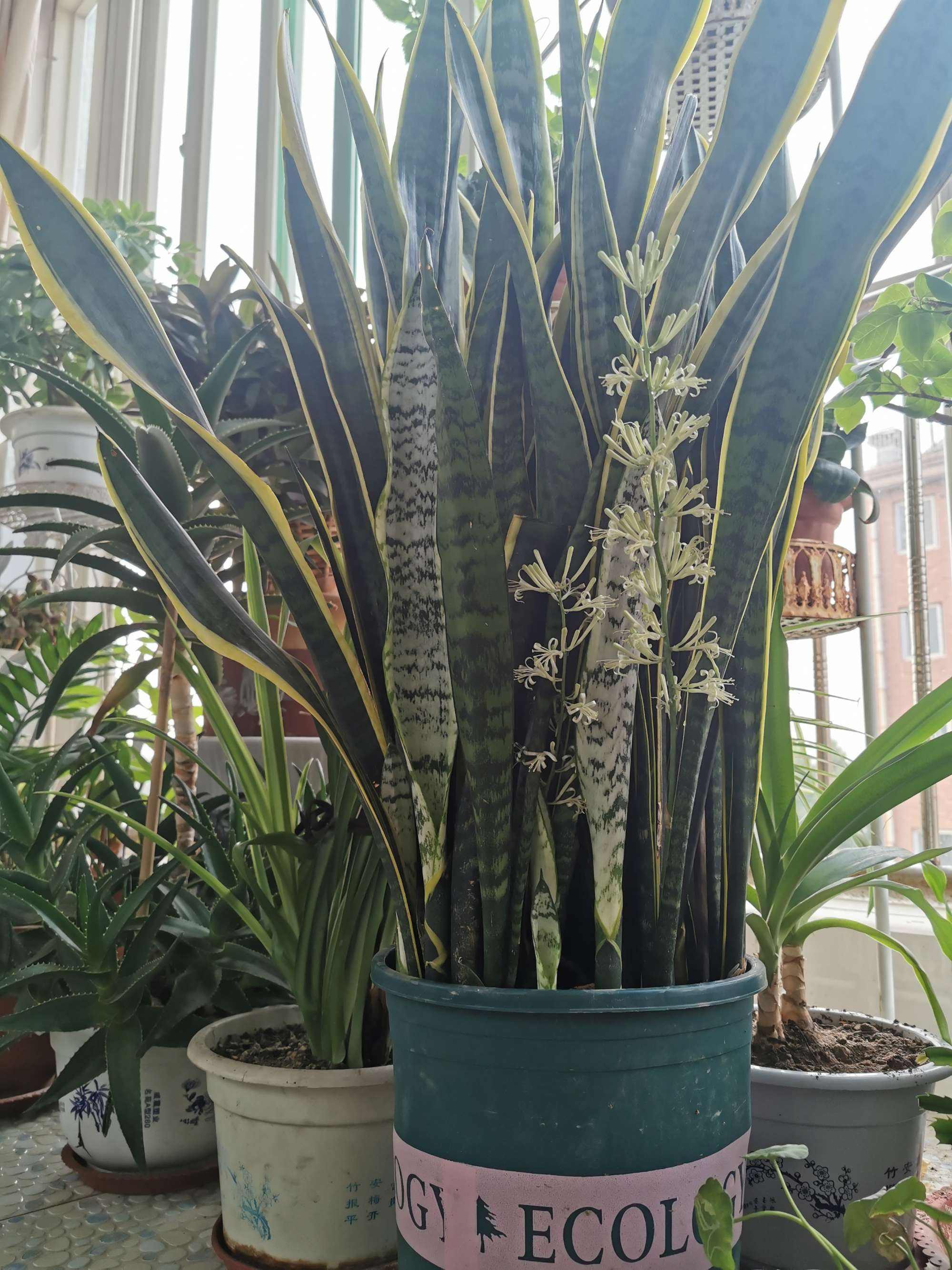 虎皮兰怎么养长得快又爆芽,虎皮兰漂亮又好养