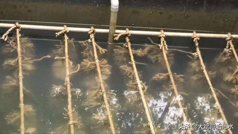 污水处理好氧生物法,你知道多少?