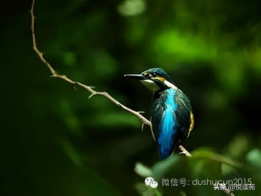 楚文涛,楚文涛作品