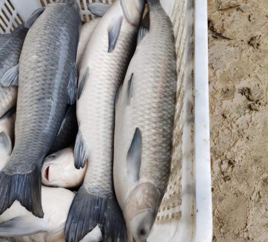 30多斤的青鱼有多长寿,青鱼最大能长多少斤