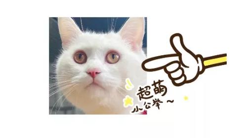 三天没铲屎猫咪会生病吗,小猫咪便秘了拉稀屎怎么办