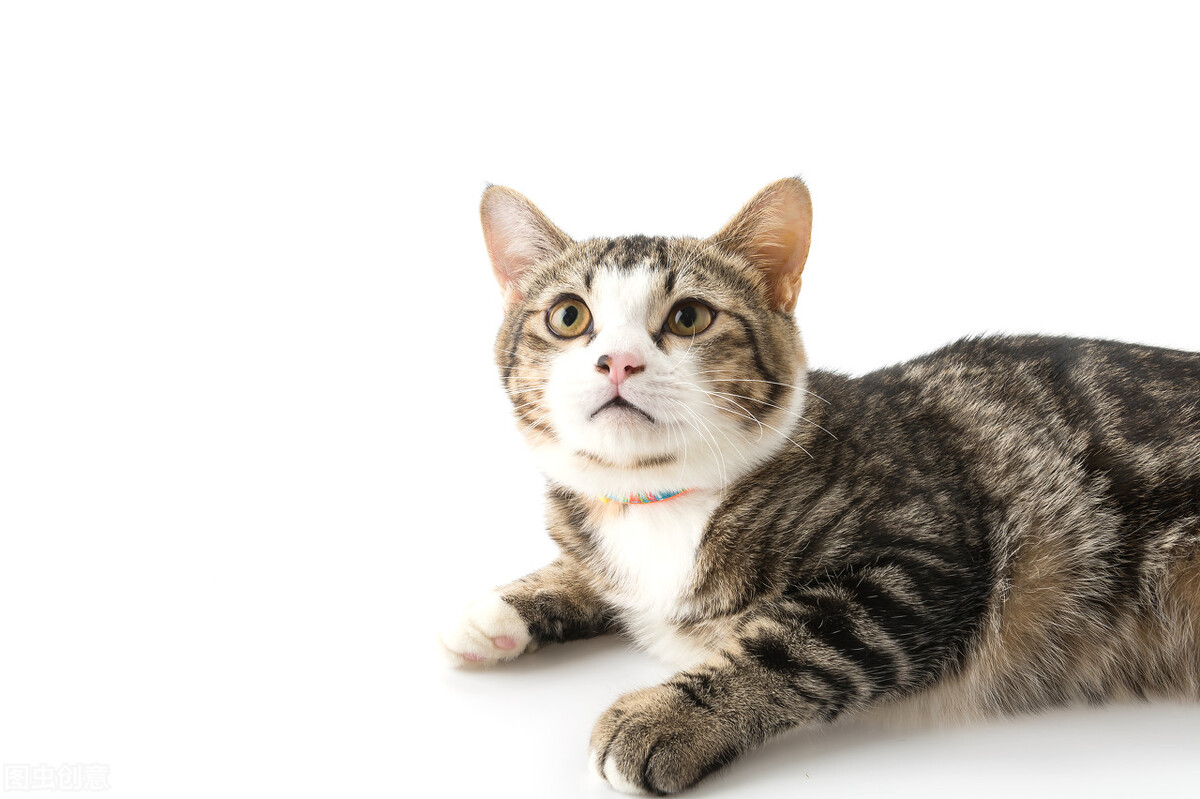 科普一下宠物托运注意事项,宠物运输服务常识