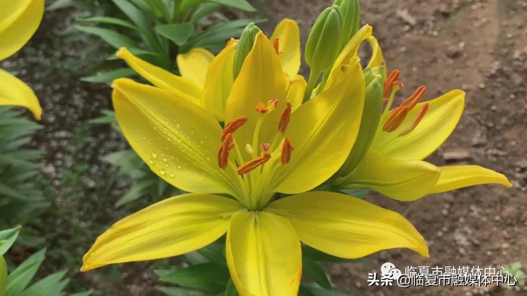 香水百合试种成功！临夏市折桥镇*庄大**村喜添“花样”产业