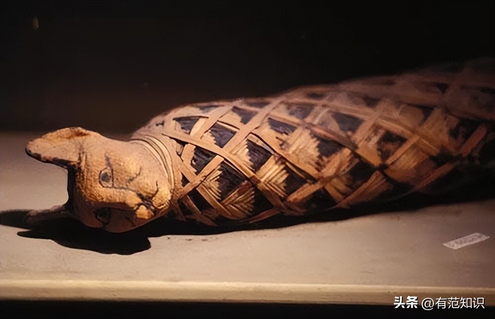 古埃及和猫的历史故事,古埃及人对猫的崇拜