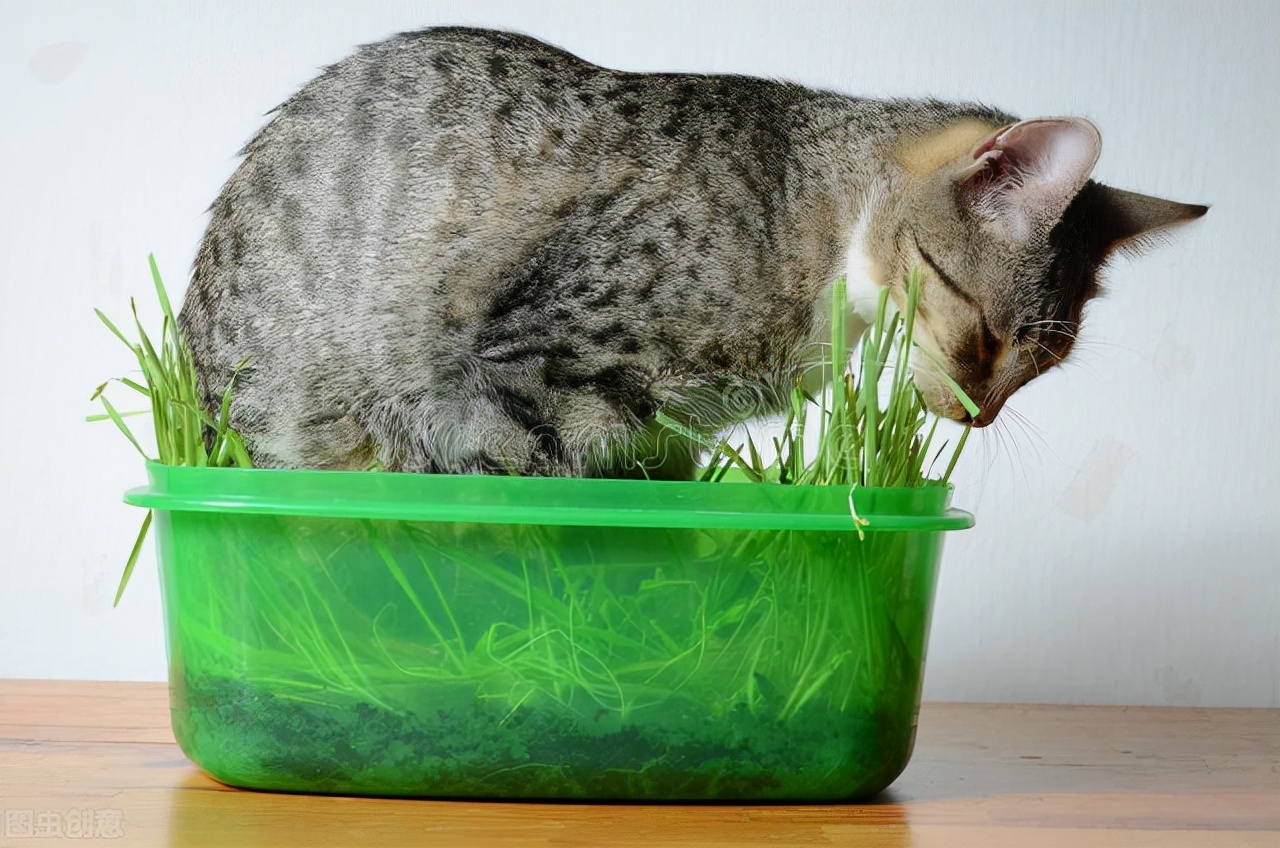 猫咪不吃猫草怎么办,猫咪不吃猫草也不吃化毛膏怎么办