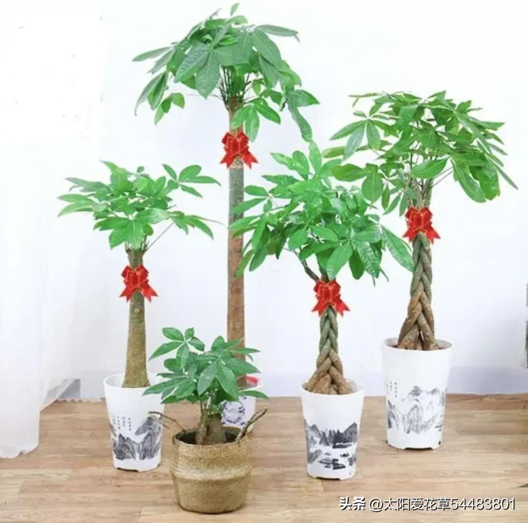 家养3种富贵花福气好运挡不住,家养三种花旺人旺家