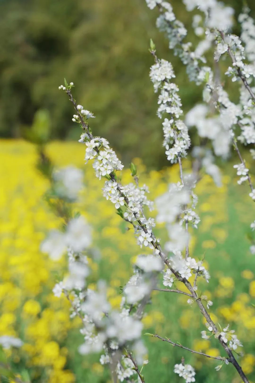 成都市区现实版桃花源记在哪里,成都公交可达的古镇
