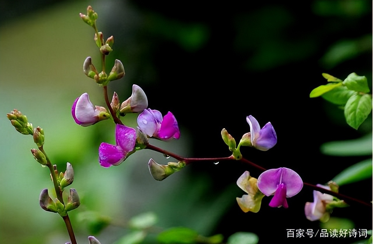 十二首“豆花”诗词，一类在农村里象征丰收的朴素花儿，一样很美