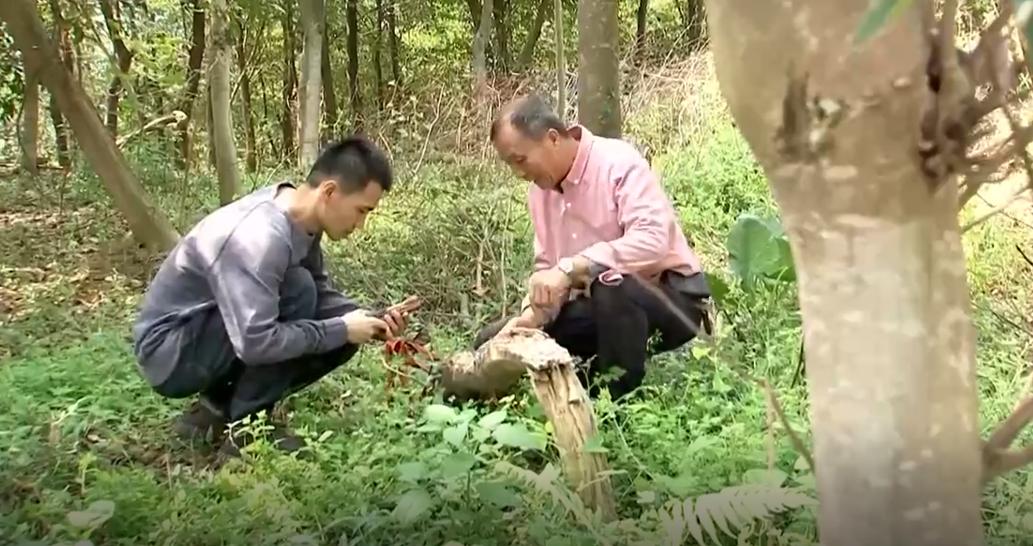 男子烧山被抓种树一万株,福建男子放火获刑11年