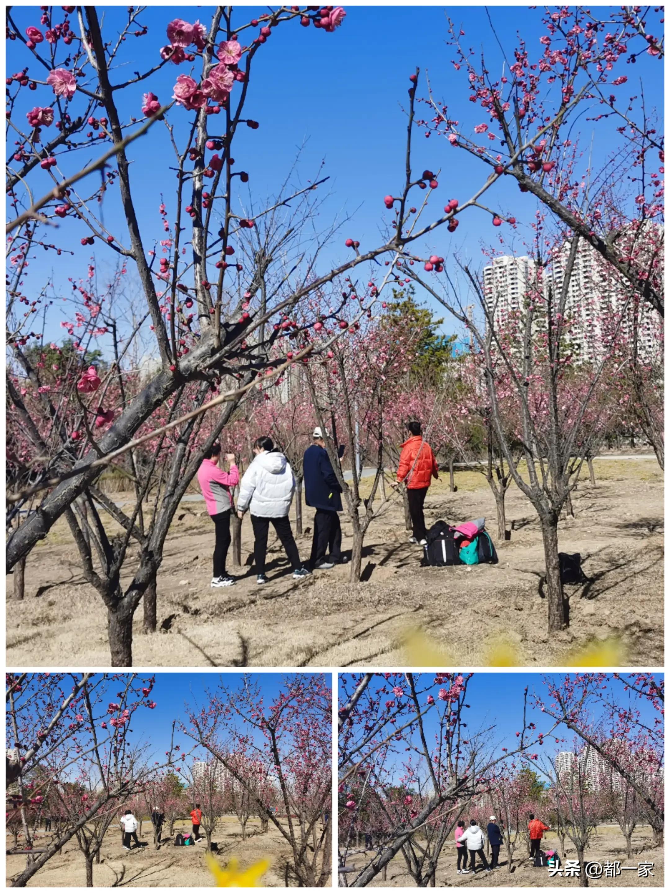 郑州碧沙岗公园赏梅花,春风又至郑州迎来极佳赏梅季