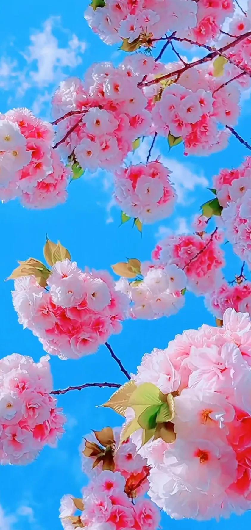 最新最美花儿高清图片,五颜六色的花儿真漂亮