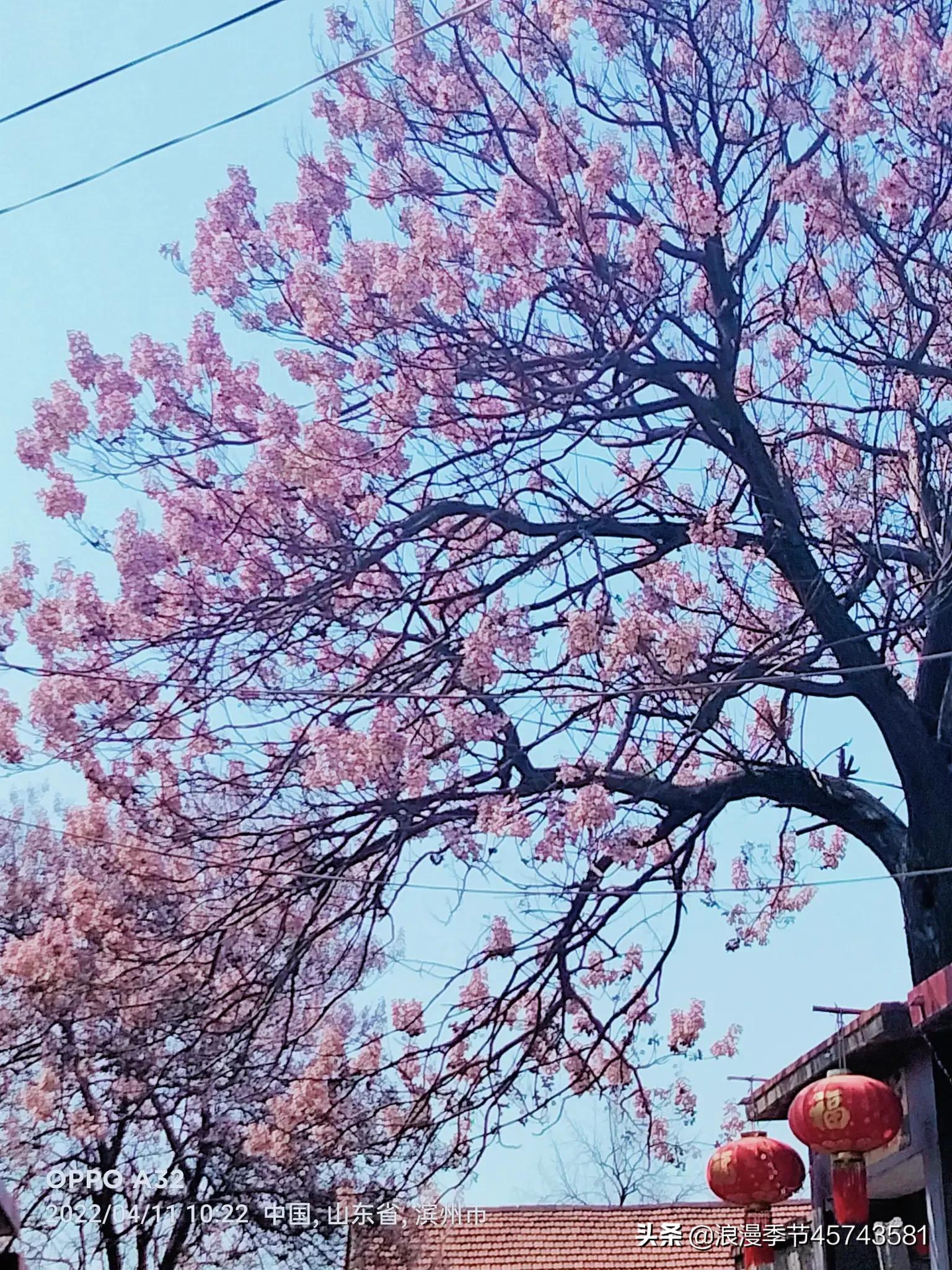 在开满落满花香的岁月「散文」