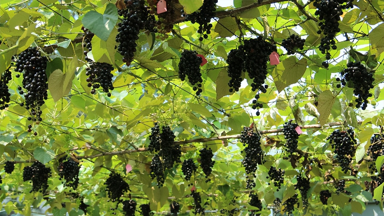 骞胯タ娌虫睜鍦扮悊鏍囧織鍐滀骇鍝佹湁鍝簺,娌虫睜鍐滀骇鍝佷寒鐩稿箍瑗垮啘浜や細