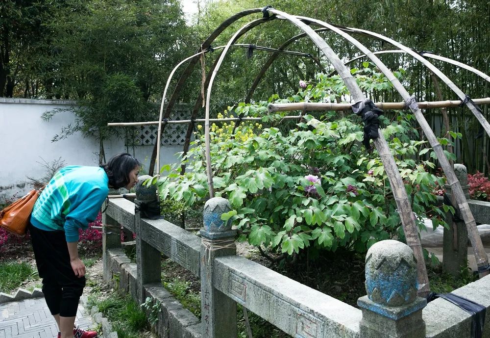 寓意发财好运的花有哪些,六种最旺财吉祥花