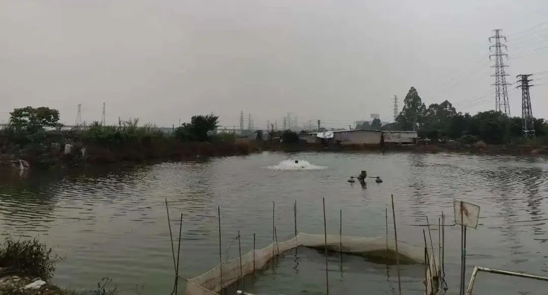 对虾纤毛虫如何处理,对虾怎么治纤毛虫