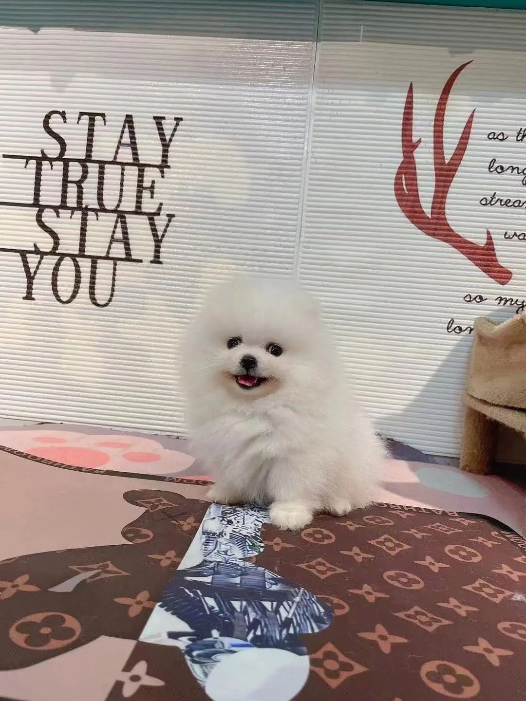 绗竴娆′拱鐙楀眳鐒堕亣鍒颁簡杩欐牱鐨勪簨,鍦ㄦ柊鍔犲潯涔扮嫍