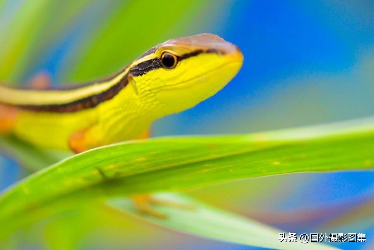 世界顶级唯美人像摄影师,世界顶级自然摄影师作品