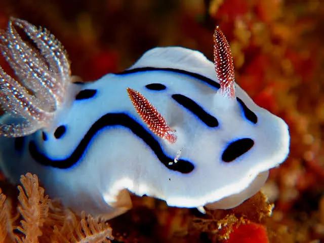 「奇怪生物日志2」威廉多彩蛞蝓和一些其他海蛞蝓