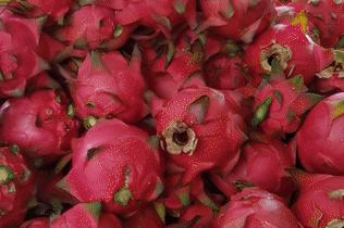 斗门东兴火龙果,江门恩平火龙果