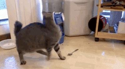 猫咪狂犬病征兆,猫咪得狂犬病的症状表现有哪些