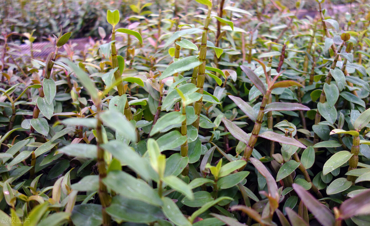 曾经被炒得高价的东西,被炒到天价的菜