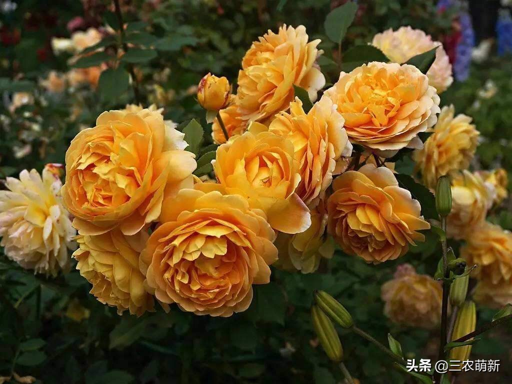 20种月季花图片大全,介绍月季花方法